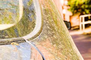 Pollen coats a car on Jensen Drive Wednesday afternoon. The pollen of trees such as hickory, pine and oak are transported by winds that leave residue on other surfaces.