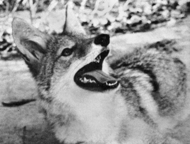 Lobo III was purchased by the student body for $125 in 1966. Lobo III was later revealed to be not a timberwolf, but a koyote.