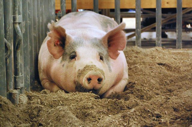 The reserve champion barrow lays in his pen at the North Carolina State Fair. Harris Teeter bought the barrow from Makensie Mohrfeld for $6,000 during the Junior Livestock Sale of Champions. Photo by Amanda Karst