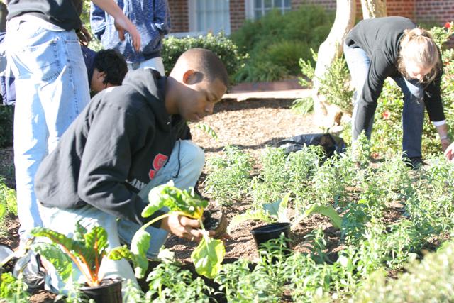 Floriculture Technician Ingram McCall measures the leaves of pink poinsettias that were grown to promote breast cancer awareness Thursday. McCall worked with fellow colleague and professor John Dole on the project, which resulted in the genetically-hybrid pink poinsettia.