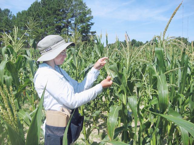 Kristen Kump, a graduate student in crop science, evaluates a Southern leaf blight in the field at Central Crop Research Station in Clayton.