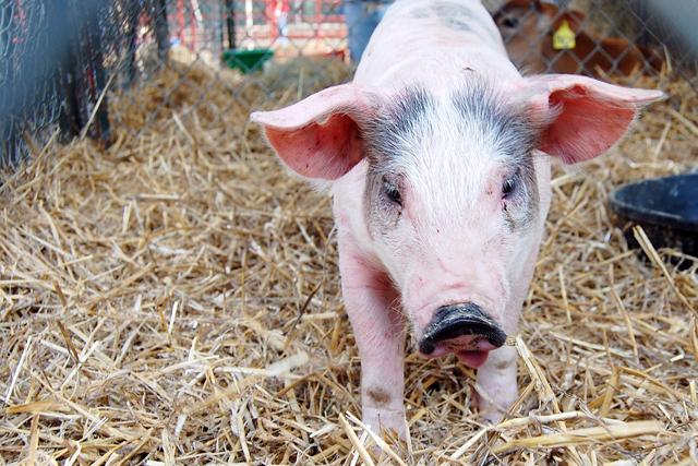 As part of Agriculture Awarenes Week, Alpha Zeta is sponsoring a "Kiss the Pig" contest on the Brickyard. Monetary donations will be taken until Thursday at noon, to choose which well-known N.C. State figurehead will be locking lips with a pig. The winner will be announced Thursday. Photo by Megan Farrell.
