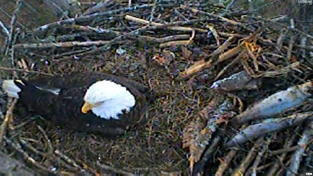 Screenshot from the live web stream of an eagle's nest at Jordan Lake.