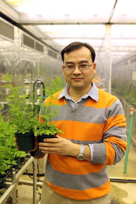 Dudeyn Xie, an associate professor of phytochemistry, holds a plant species commonly known as the Sweetworm plant, Feb. 2. "The plant contains chemicals used to treat malaria, which is protazoa that causes 800,000 to 1.5 million deaths annually. Photo by Thomas Obarowski