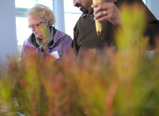 Sharlene Simon, assistant director for research proposal development, looks over information about pine saplings that were being given away at the Africa Regional Reception, Tuesday, Jan. 31 The reception was held by the Office of International Affairs, and featured free pine saplings faculty and students visited the event. "My daughter is in a wheelchair, so I think [the plant] will be a good project to work on together," said Simon of her tree. Photo by Jordan Moore