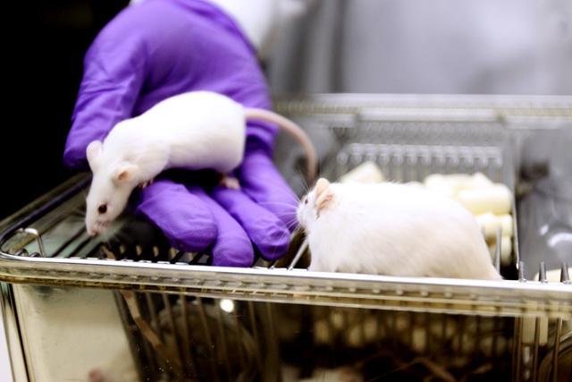 Threadgill holds an albino lab mouse at the Biological Resource Facility at N.C. State University. These mice are part of a collective effort between UNC-Chapel Hill and N.C. State University to create the largest living library of genetically diverse lab mice. Photo by Chris Phipps.