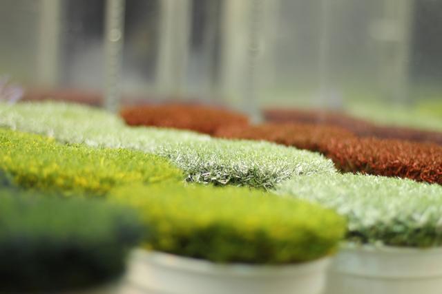 Several samples of painted turfgrass receive optimal conditions for growth in growth chambers located in the Phytotron on Thursday, March 15, 2012. Results from the study on painted turfgrass have shown that the light absorbed by the pigments in the paint are not transfered to the plant, leading to a decrease in photosynthesis. Photo by Tyler Andrews
