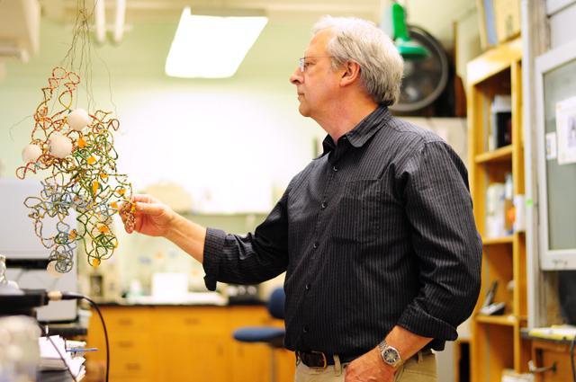 Paul Wollenzien, professor of biochemistry, inspects a low-res model of a ribosome he made in 1984 as a grad student. The technique to make this original model, electro-microscopy, is still the basis of his current research today. Over quarter decade later and Dr. Wollenzien said, "We still use these original models as reference points." Photo by Charlie Harless