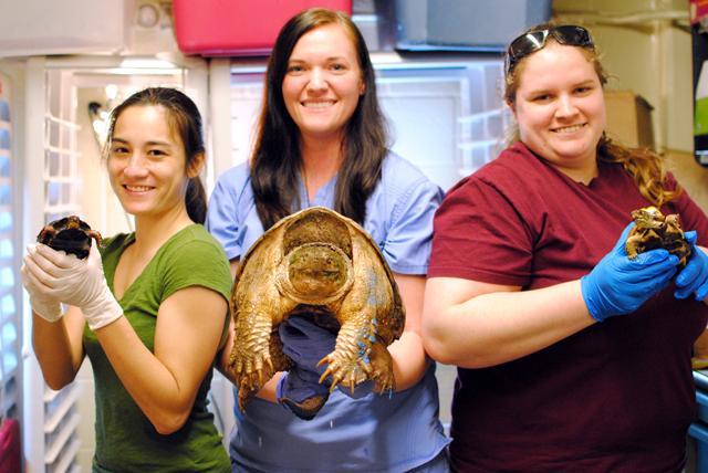 Turtle Rescue Team captain, Caitlin Cavanaugh, stands with co-presidents Anne Meyer and Kahlina Frey, all third-year College of Veterinary Medicine students. The Turtle Rescue Team is dedicated to treating injured wild turtles, such as the two eastern box turtles and snapping turtle above. Photo by Natalie Claunch