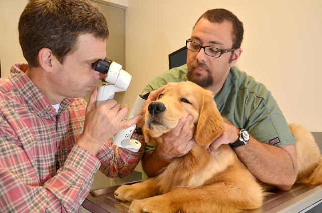 Damian Launer, a clinical technician, assists Brian Gilger, an Ophthalmologist at the college of veterinary medicine, examine a patient during a one year follow up visit. Dr. Gilger uses a portable slit lamp to better see how the implant they are researching is functioning in the cataract. Photo by Charlie Harless