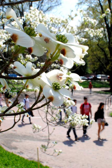 North Carolina's state flower, the American Dogwood (Cornis florida), is under threat from a spreading fungus known as dogwood anthracnose. The fungus can be prevented by regular maintenance on ornamental dogwoods, such as those found around campus. Photo by Natalie Claunch