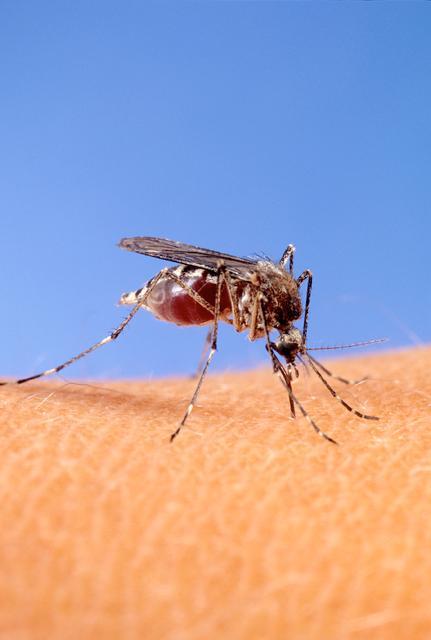 The warm winter may make for a spring and summer full of pests, like ticks and mosquitoes. Photo courtesy of the USDA