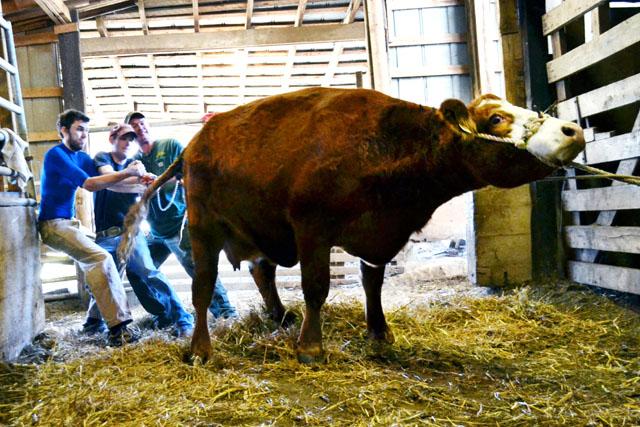 Senior in animal science Ruffin Hutchinson (center) helps his brother Zach and father Marvin, pull a Simmental calf at their family beef farm, Waco Cattle Co., Saturday Nov. 24 in Waco, N.C.