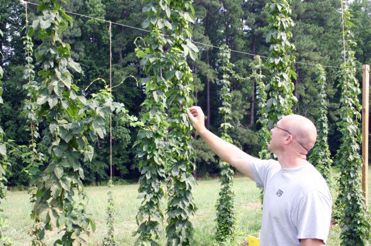 Researchers examine hops being grown for local and national craft breweries as part of the North Carolina Hops Project.&#160;