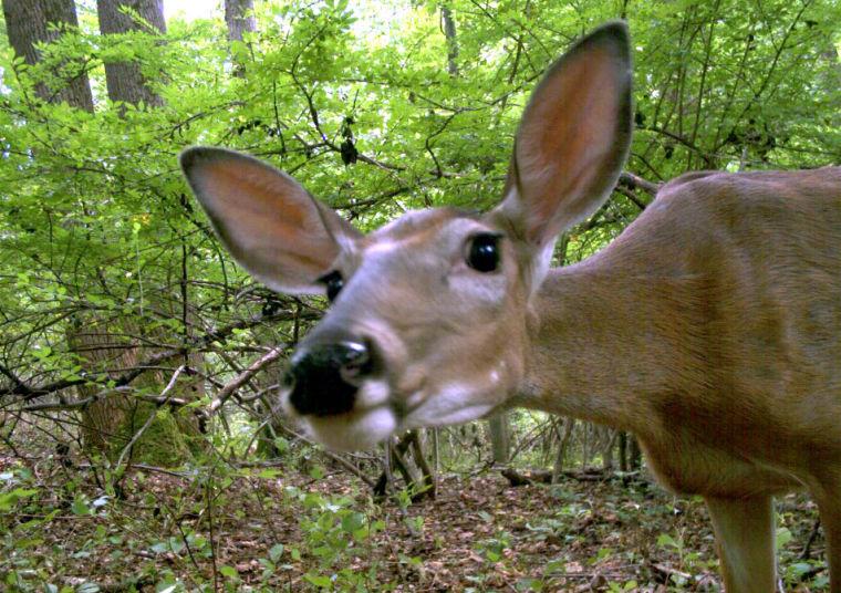A white-tailed deer discovers and&#160;examines one of the camera traps.