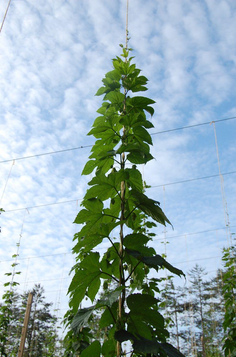 Hops are not native to N.C. and researchers are trying to grow varieties that can adapt to the state&#8217;s climate.