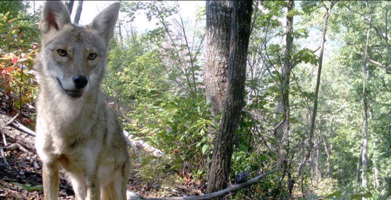 A coyote poses for the camera trap. This&#160;photo was the winner of EMammal&#8217;s most-liked&#160;photo contest in October 2012.