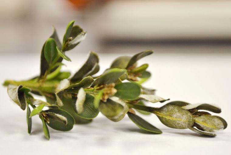 A clipping from an English Boxwood plant displaying atypical fungal infection, due to laboratory conditions. Usually the most visible symptom is black blotches on the plant's leaves, rather than this fuzzy fungal mycelium on their undersides. The fungus was identified in North Carolina in 2011, but has been present in Europe for at least 15 years. It was likely introduced through the importation of infected plants.