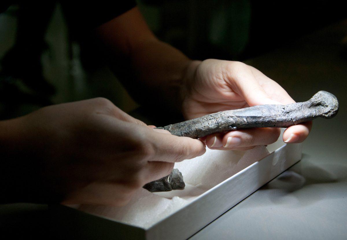 Lindsay Zanno, a research assistant professor in biology examines the foot bone of a yet-unnamed dinosaur at the Paleontology and Geology Research Lab in the Nature Research Center at the Museum of Natural Sciences in downtown Raleigh.&#160;