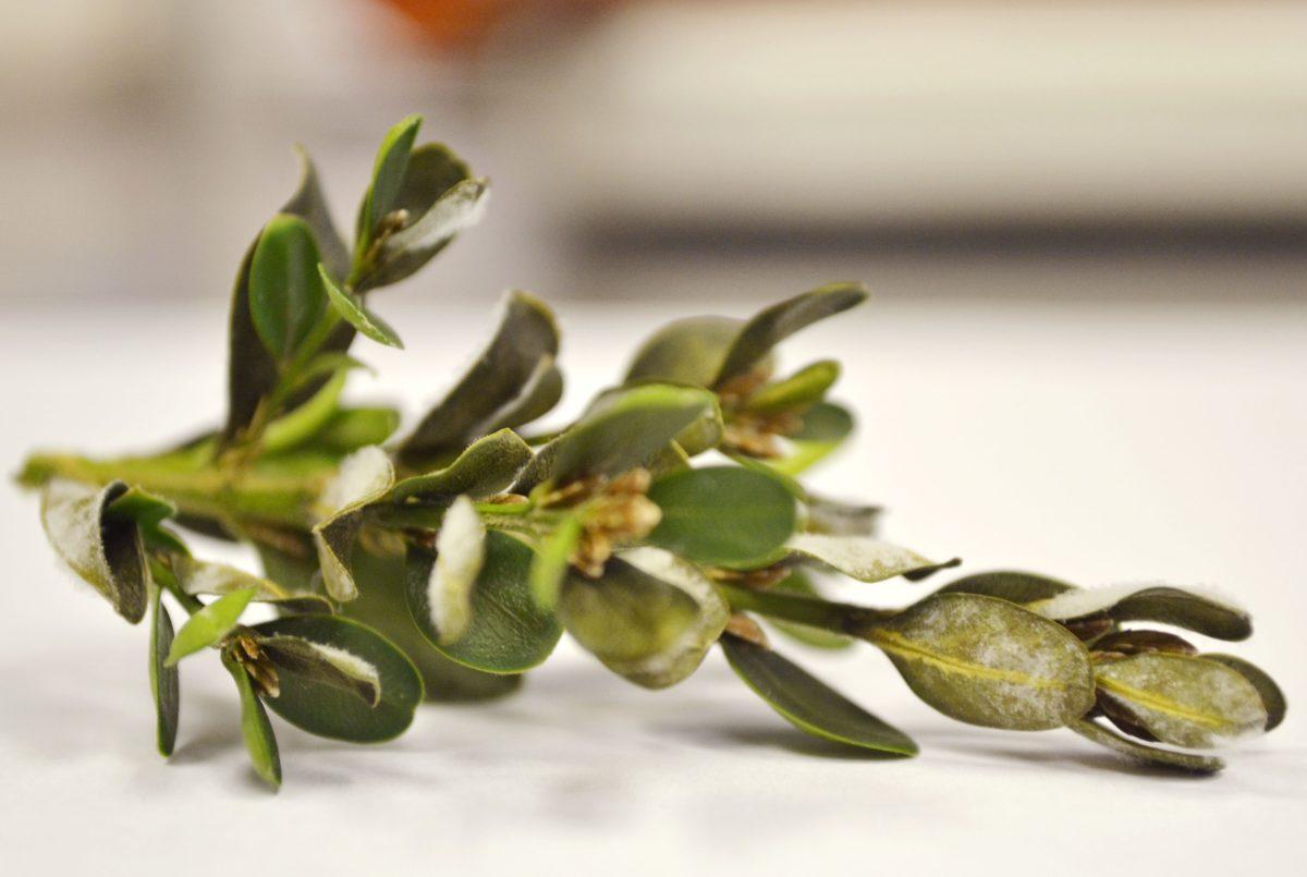A clipping from an English Boxwood plant displaying atypical fungal infection, due to laboratory conditions. Usually the most visible symptom is black blotches on the plant's leaves, rather than this fuzzy fungal mycelium on their undersides. The fungus was identified in North Carolina in 2011, but has been present in Europe for at least 15 years. It was likely introduced through the importation of infected plants.