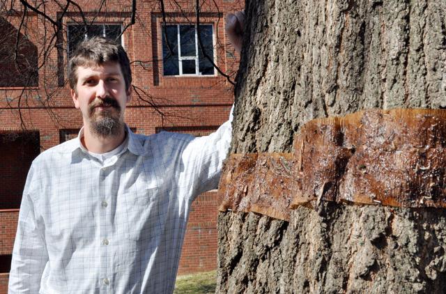 Steven Frank heads the cankerworm research project on campus to determine an effective method for controlling cankerworm populations. The method targets the wingless females, which crawl up the trunk to lay eggs. The caterpillars then cause damage by consuming a majority of the leaves. Photo by Natalie Claunch