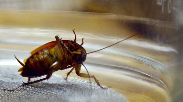 One of distinguished entomology professor Dr. Coby Schal's American cockroaches twists into an acrobatic position as she grooms herself on Feb. 18. When they feel they are in a safe environment, cockroaches frequently pause to groom. While in groups, the insects tend to squabble "like children on a school bus", says Dr. Schal. Photo by Georgia Hobbs