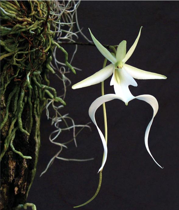 This is a ghost orchid, an endangered species of flower native
to Florida. The plant photosynthesises through its roots and
therefore must grow on the sides of trees.