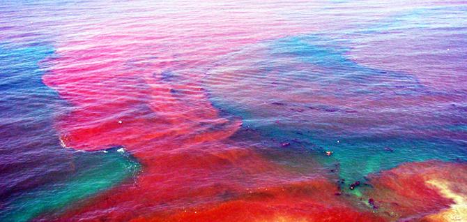 Algae like these can accumulate in huge numbers, producing a toxin called domoic acid. This acid enters the food web and harms many species of marine animals, including manatees and sea lions. It can also taint shellfish and cause sickness in humans.