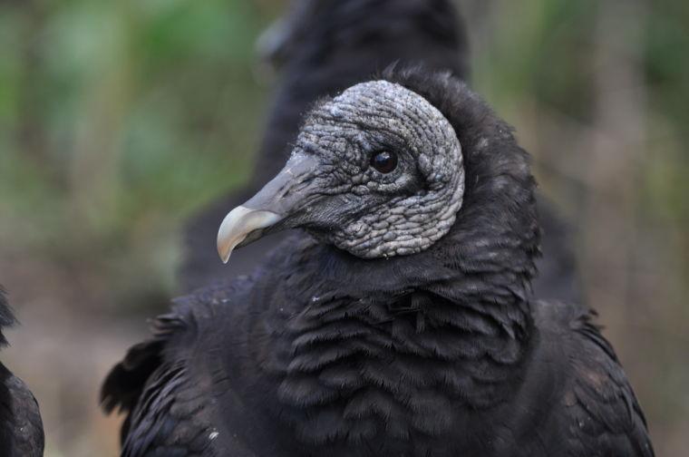 Vultures, like this black vulture, are normally a migratory species. However, hundreds have taken up residence in Shelby, N.C. Duren was assigned the task of moving the vultures out of Shelby.