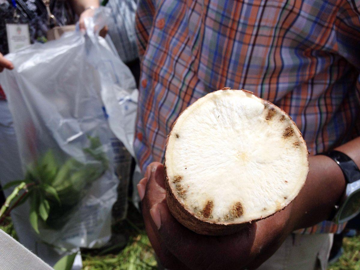 A Tanzanian man shows researchers a cassava that has root necrosis. The cell degeneration is caused by geminiviruses, devastating cassava crops in Tanzania and causing famine.