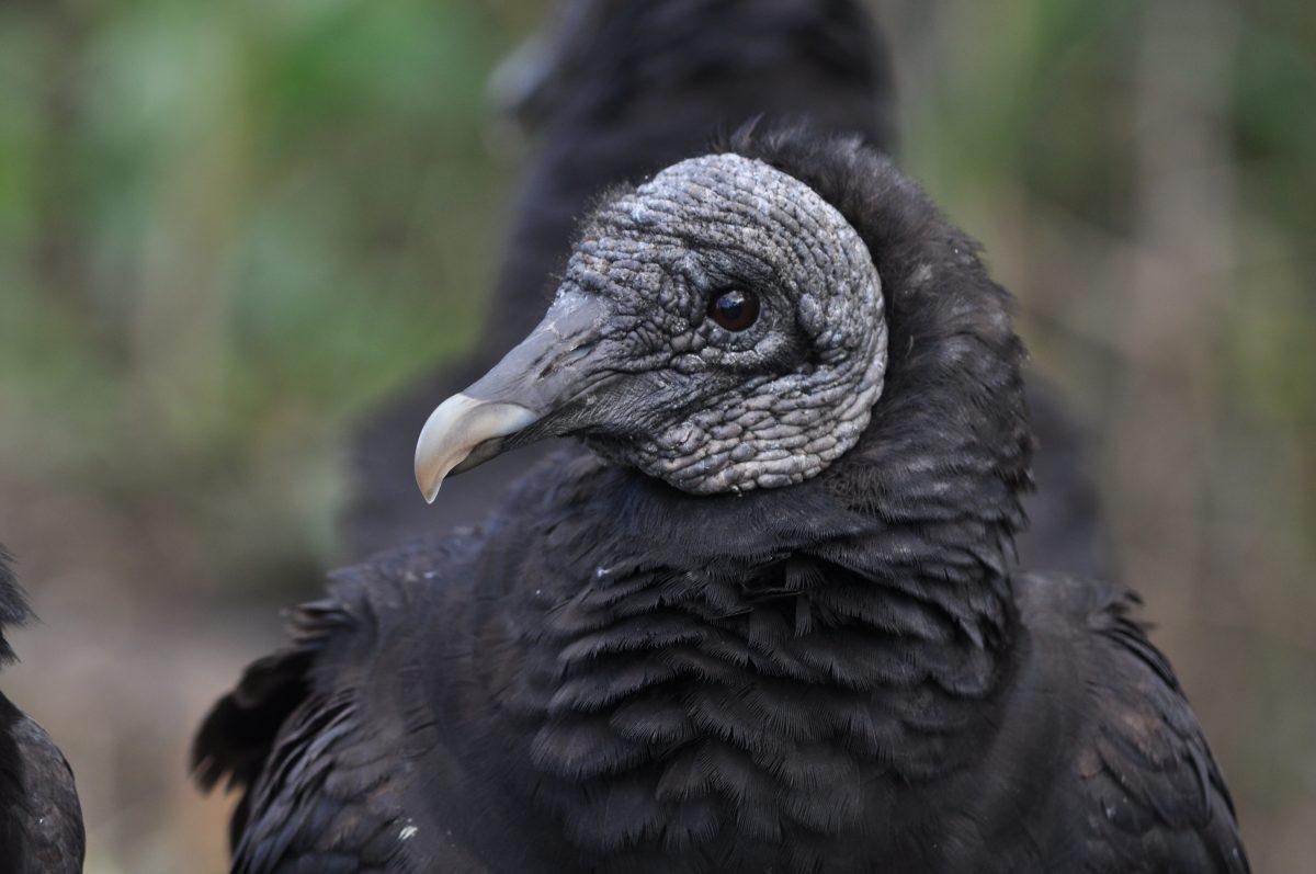 Vultures, like this black vulture, are normally a migratory species. However, hundreds have taken up residence in Shelby, N.C. Duren was assigned the task of moving the vultures out of Shelby.