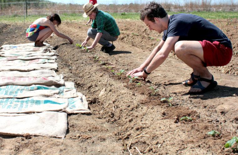 Junior in meteorology and president of the Campus Farmers Market Vann Fussell and senior in plant and soil science Alana Stanley fertilize basil plants at Planting My Roots on the Agroecology Educational Farm. The event which took place on April 14 kicked off the week of Earth Day events which all revolve around sustainable food and agriculture at N.C. State. Students, professors and community members came out to plant vegetables and herbs which will be used in the university's dining halls. &#8220;With so many hands coming in to help [planting] didn't take much time at all. It's really indicative of what can happen in the world if everybody pitches in.&#8221; Stanley said.