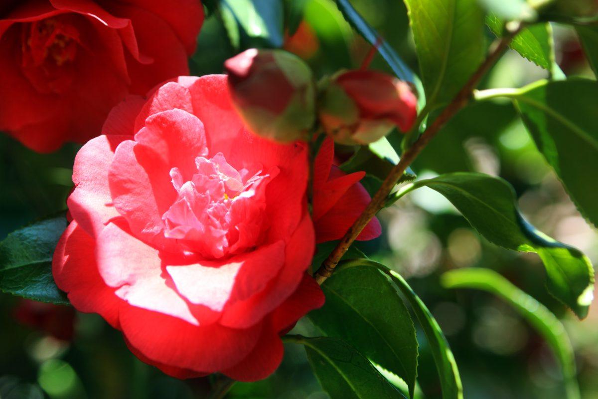 A camellia, Camellia sasanqua, grows on the N.C. State campus. Camellias bloom from mid-spring to fall and can be seen outside Cox Hall. &#160;