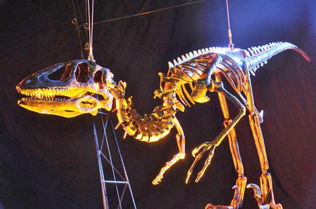 Museum brings new life to old bones