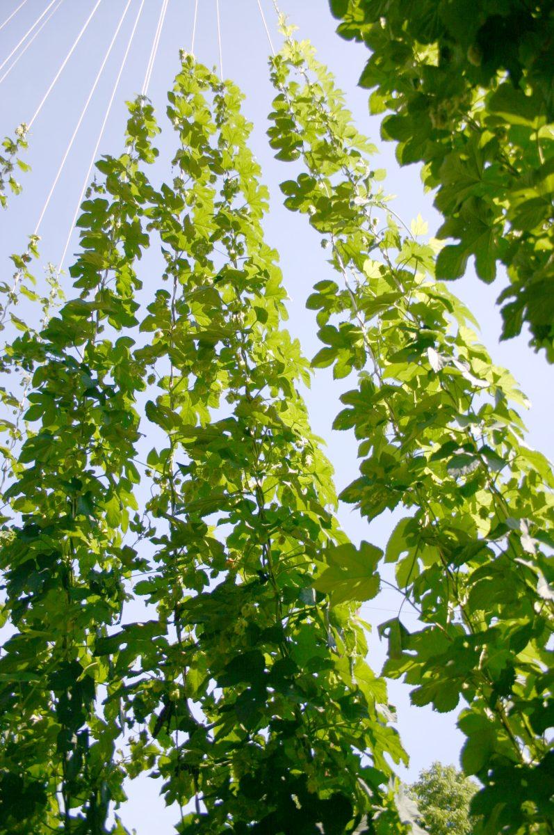 N.C. State researchers are trying to grow hops, which are plants used to help stabilize and flavor beer, in the North Carolina climate.&#160;