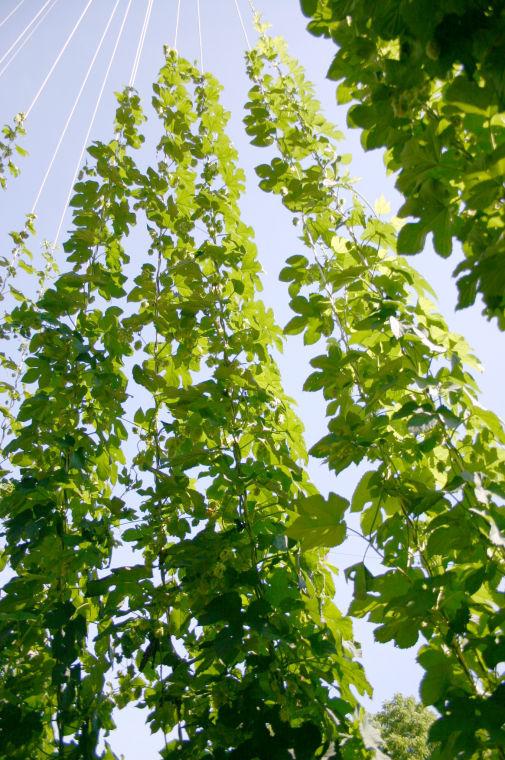 N.C. State researchers are trying to grow hops, which are plants used to help stabilize and flavor beer, in the North Carolina climate.&#160;