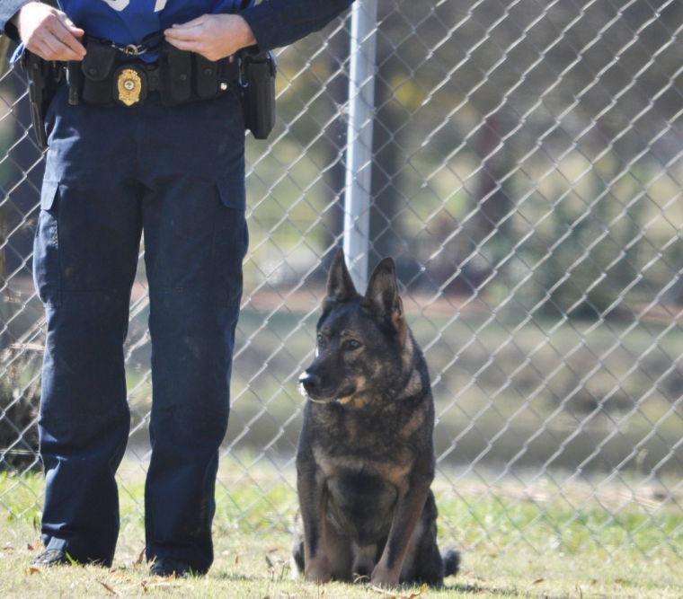 Each Raleigh police dog is trained to protect its handler. The handlers and dogs form a&#160;close bond and the dogs retires into their officers&#8217; custody.