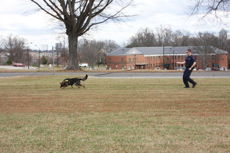Jens practices tracking with her handler. The dogs track by using the odor of disturbed ground, not from the scent of a piece of clothing like most people think.