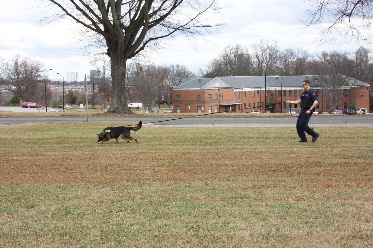 Jens practices tracking with her handler. The dogs track by using the odor of disturbed ground, not from the scent of a piece of clothing like most people think.