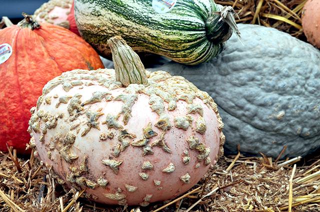 Unusual pumpkins are often used to for decorative purposes. Blue pumpkins are used for cooking in other parts of the world such as Australia and New Zealand. Photo by Elizabeth Davis