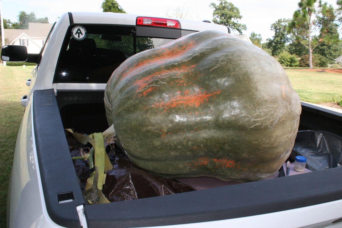 &#160;Bacheler&#8217;s&#160; pumpkin won him the title of Pumpkin King at this year&#8217;s North Carolina State Fair. It weighed in at 799.6 lbs.&#160;