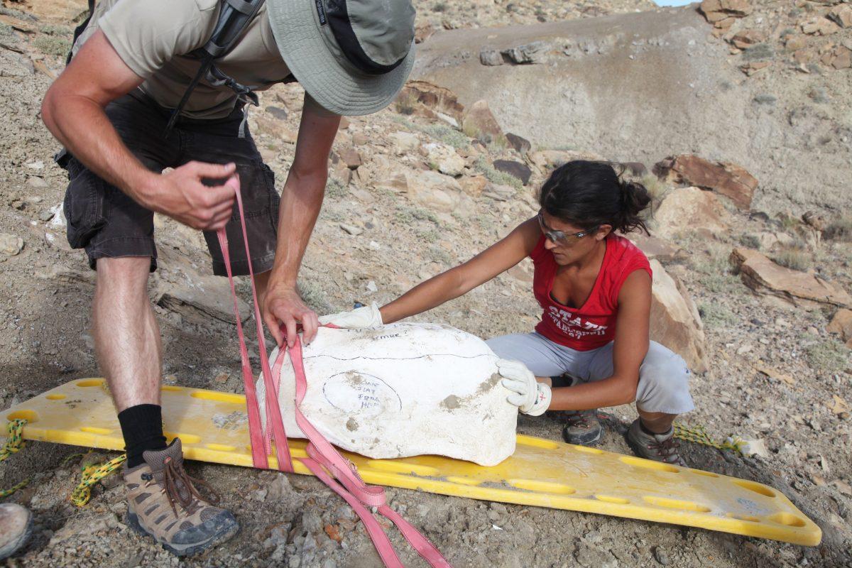 Lindsay Zanno, an associate professor of biology and the director of the Paleontology and Geology Research Labroartory at N.C. State discovered a new dinosoaur species this year. This is the first discovery of a large carnivorous dinosaur in 63 years in North America. Previous discoveries included the Tyrannosaurus rex.&#160;