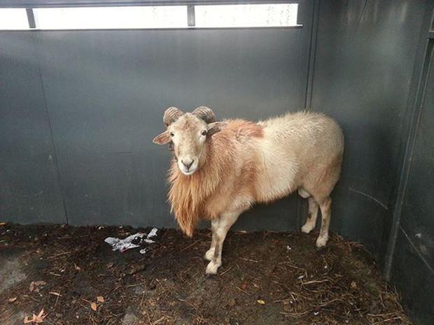 &#8220;Bubba the Outlaw Sheep&#8221; stands in a pen after being captured by the Durham County Sheriff&#8217;s office at the Elodie Farms. &#160;