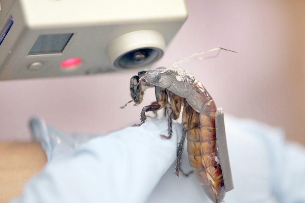 A researcher examines a Madagascar hissing cockroach with electrodes implanted into the roach&#8217;s&#160;antenna and cerci. The wires connect to a wireless interface &#8220;backpack,&#8221; which monitors the cockroach&#160;and sends signals to control its movement.