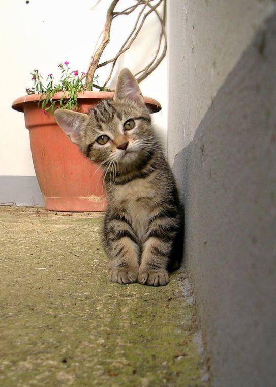 Can cats really make you crazy?
