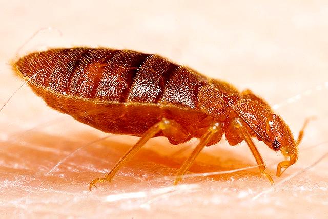 Along with other N.C. State researchers, Coby Schal, entomology professor, began to study the lives and characteristics of bedbugs. Throughout this research, Schal volunteered himself as a feeding source for the bedbugs while they were being studied.&#160;