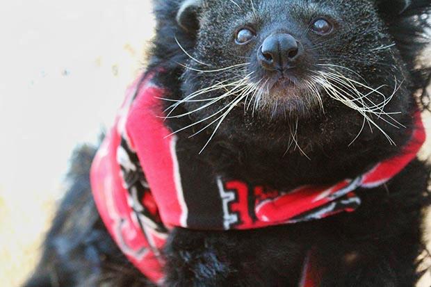A binturong named Lobo is currently under the care of the Conservators&#8217; Center in Mebane, N.C. where the NCSU carnivore team works to rehabilitate him. Lobo was rescued from his original home in 2012 after his injuries were discovered and was taken to an exotic animals center in Michigan to help his injury. Lobo was later moved to North Carolina.