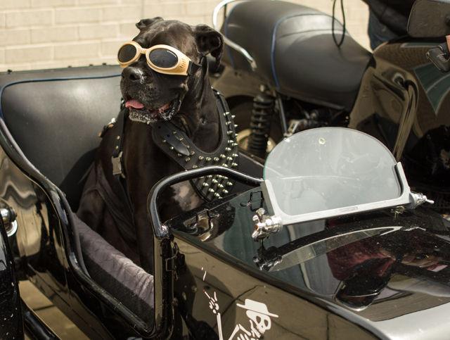 Capital City BikeFest returned to downtown Raleigh this weekend for the 10th consecutive year. Visitors to Fayetteville St. and the Ray Price Harley-Davidson dealership were able to see custom-made bikes, BMX demos, several concert performances, and motorcycle rallies.
