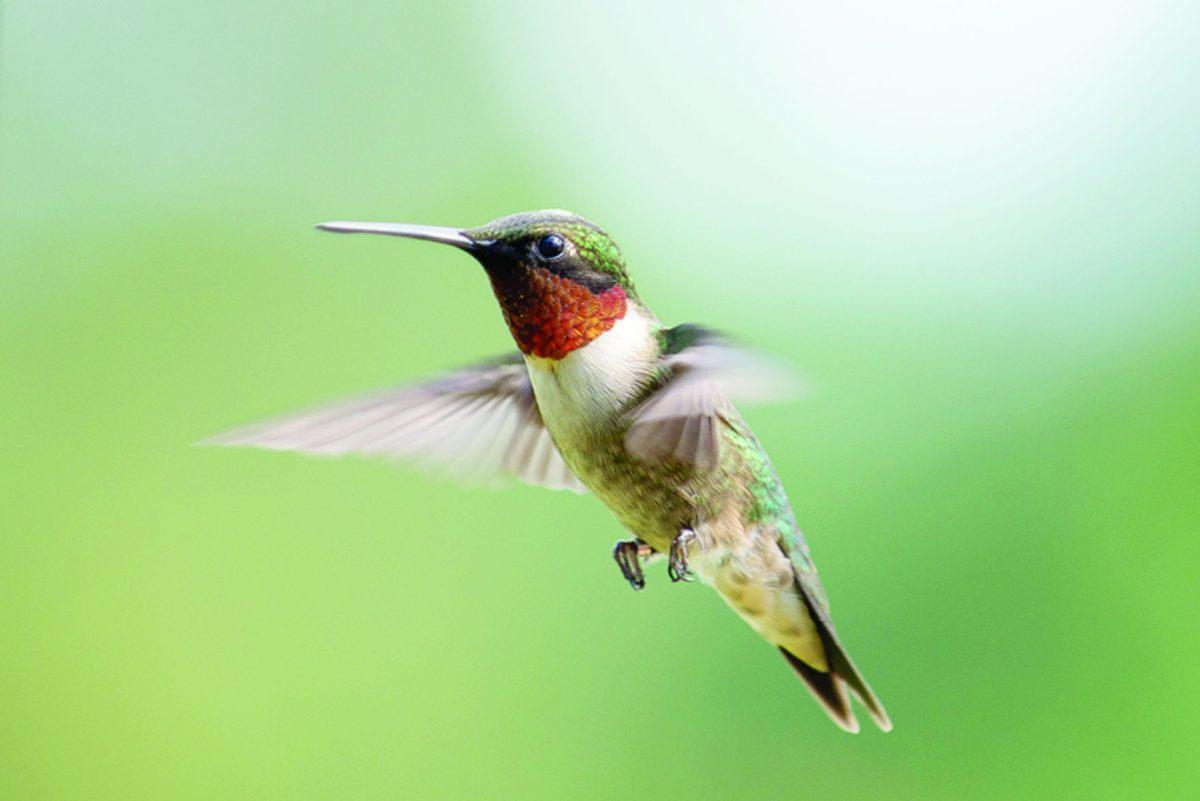 The hummingbird pictured above is called a Ruby Throat.