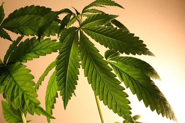 Hemp can be distinguished from "smoker's" marijuana physically by the stalks which grow much taller than those of marijuana plants. Biologically, hemp contains only 0.3% THC, the psychoactive component of Cannabis, whereas marijuana plants can contain up to 40% THC. Hemp has thousands of potential uses ranging from clothing to pharmaceuticals and produces a three times higher yield per acre than cotton while using less water and requires no extra chemicals, among its many advantages.